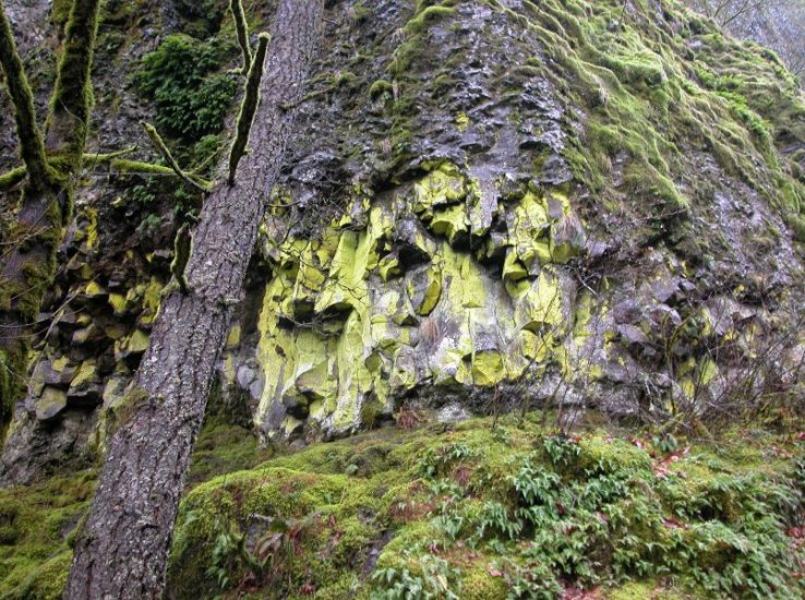 Rock Wall at Oneonta Gorge
